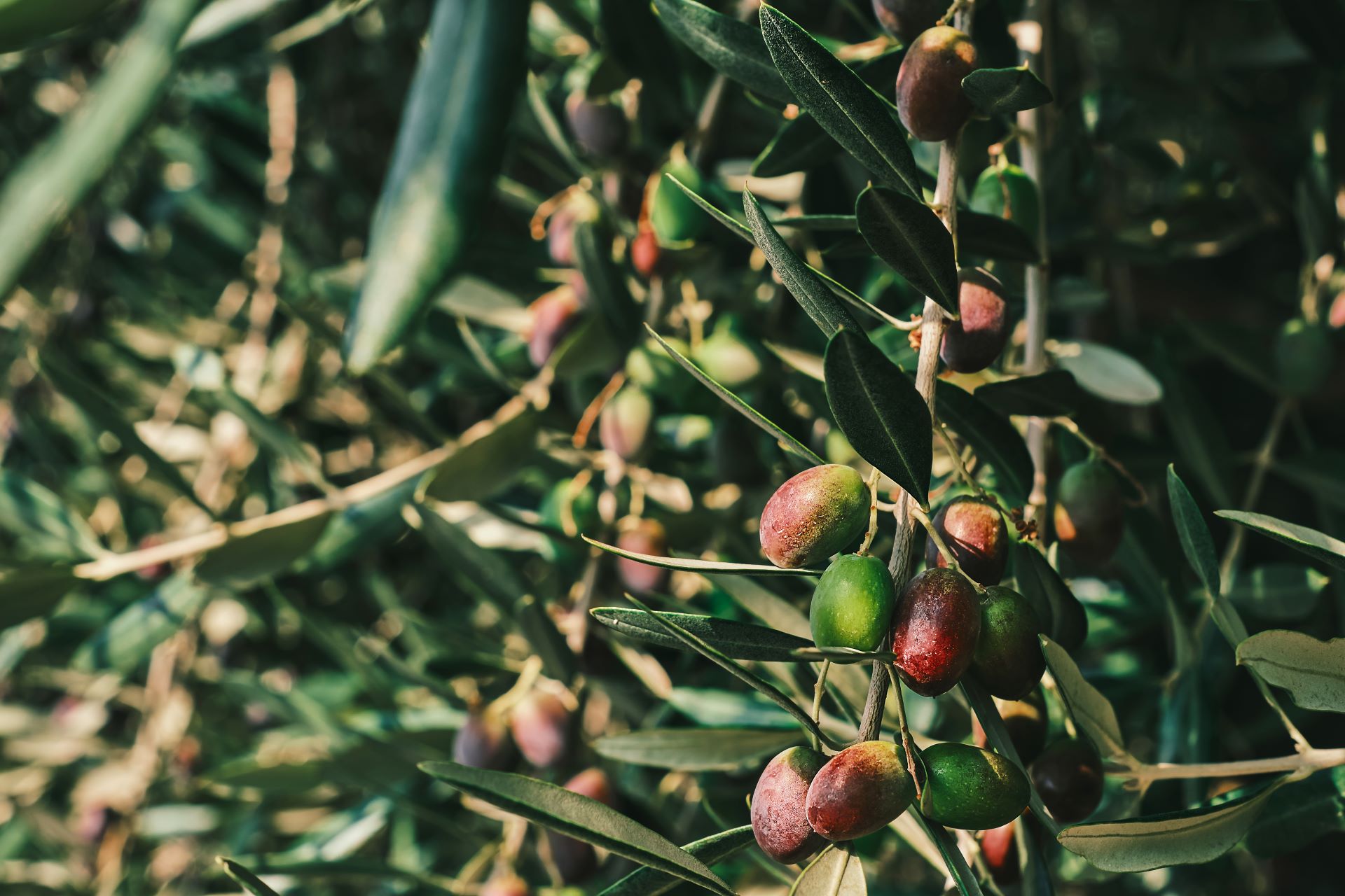 olive-tree-olives-sing-tree-olive-grove-closeup-fruit-idea-background-screensaver-advertising-organic-farm-products